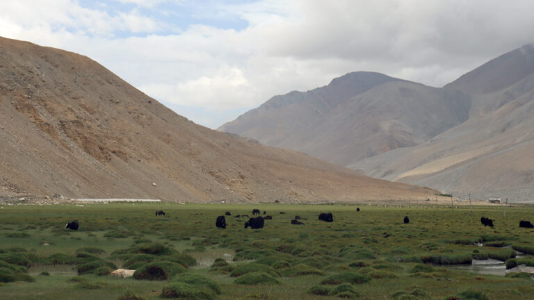 mandria di yak tra le vette del Nepal - la casa del viaggiatore
